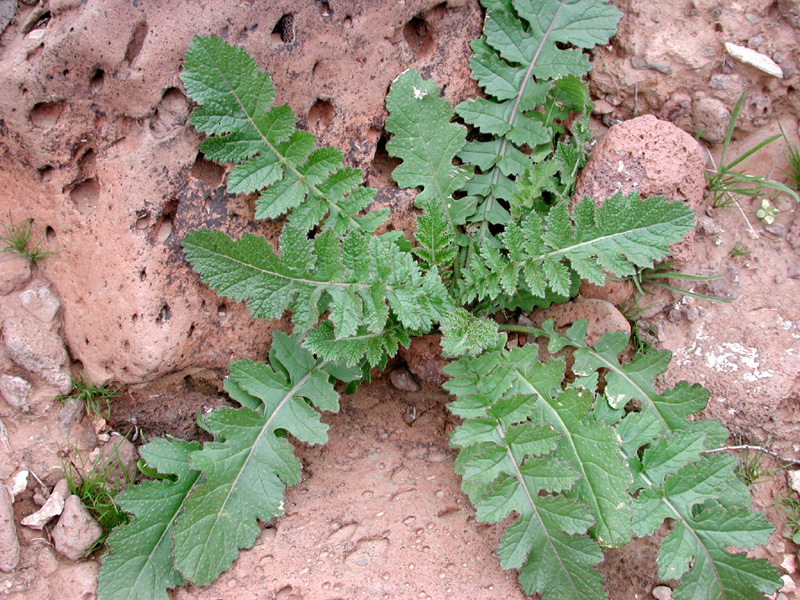 Brassica tournefortii (Saharan Mustard) (alternate view 5)