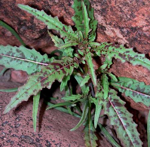 Eulobus californicus (California primrose) (alternate view 6)