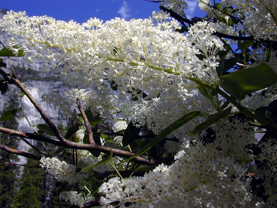 Ceanothus integerrimus (deerbrush ceanothus) (alternate view 7)