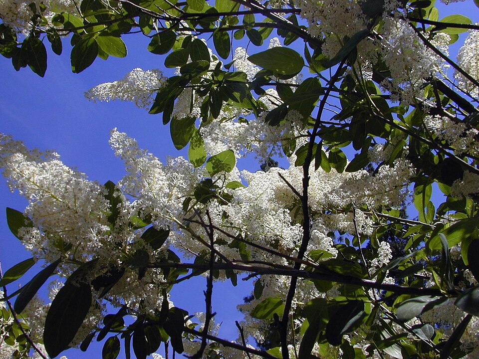 Ceanothus integerrimus (deerbrush ceanothus) (alternate view 8)