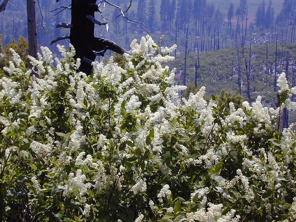 Ceanothus integerrimus (deerbrush ceanothus) (alternate view 9)