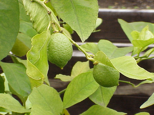 Citrus limon, Lemon — upright evergreen (Rutaceae) (image 1 of 9)
