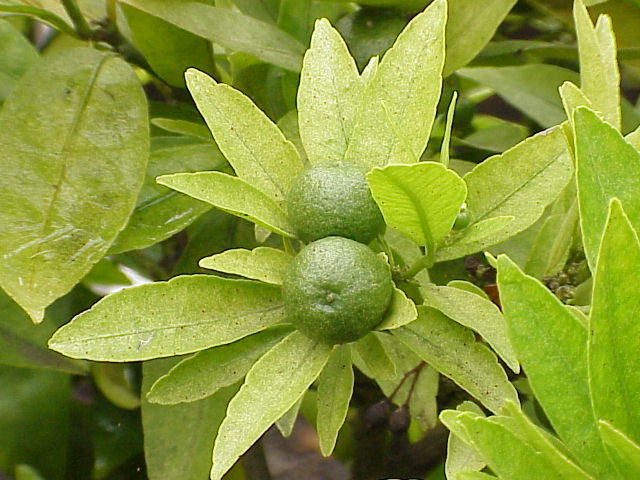 Citrus limon, Lemon — upright evergreen (Rutaceae) (image 2 of 9)