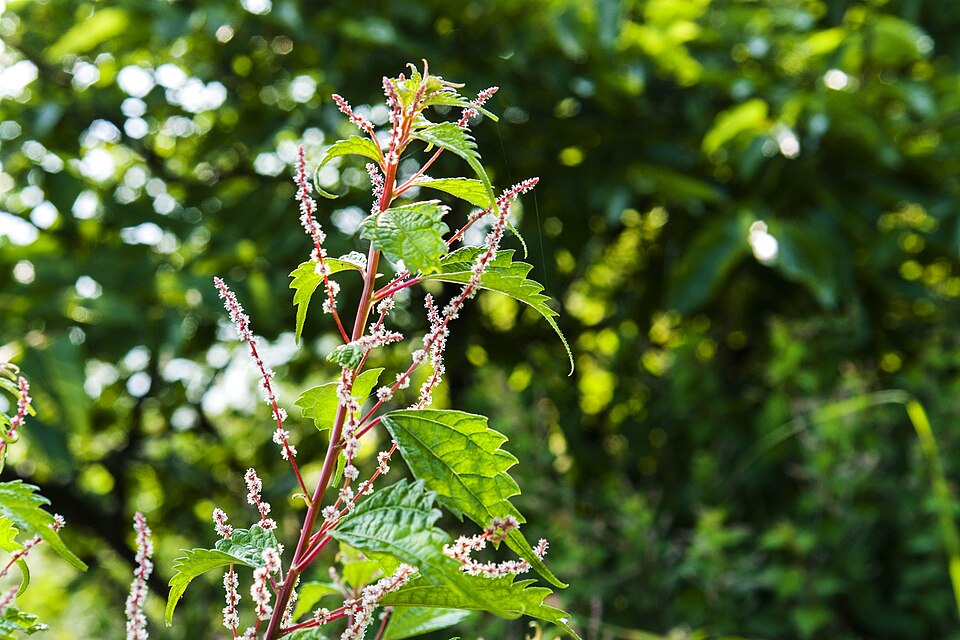 Boehmeria platanifolia (alternate view 10)