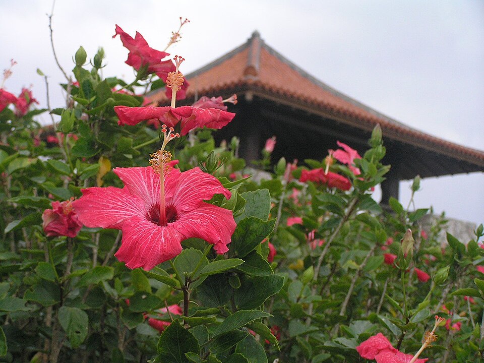 Hibiscus rosa-sinensis 'Painted Lady' (Painted Lady Hibiscus Bush)