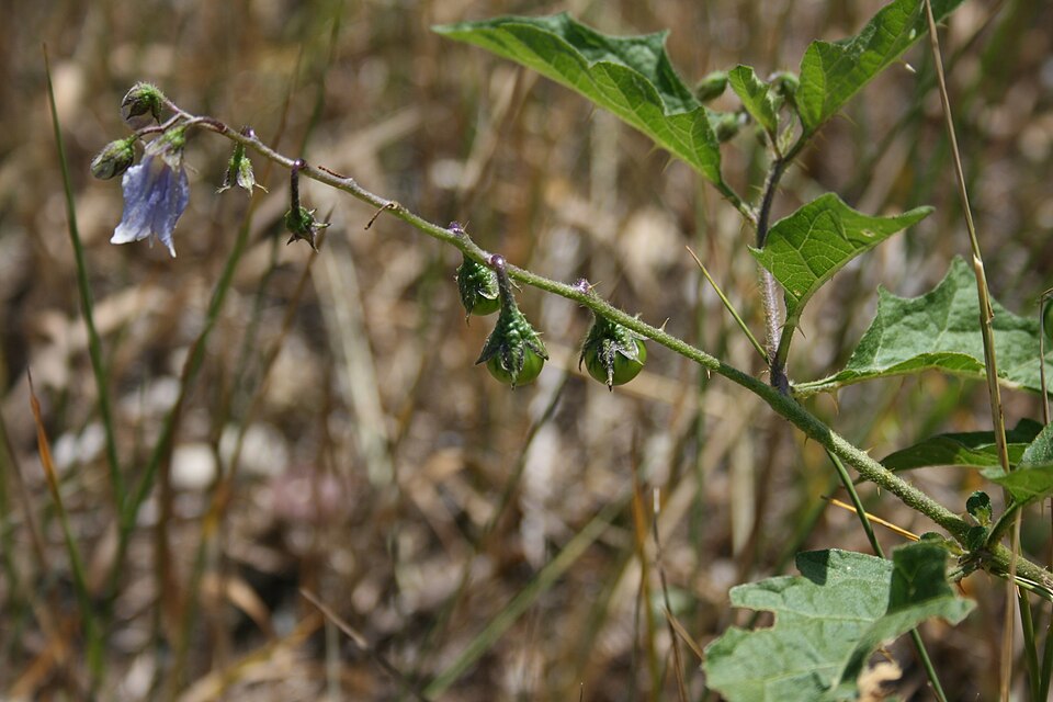 Solanum carolinense (Carolina horsenettle)