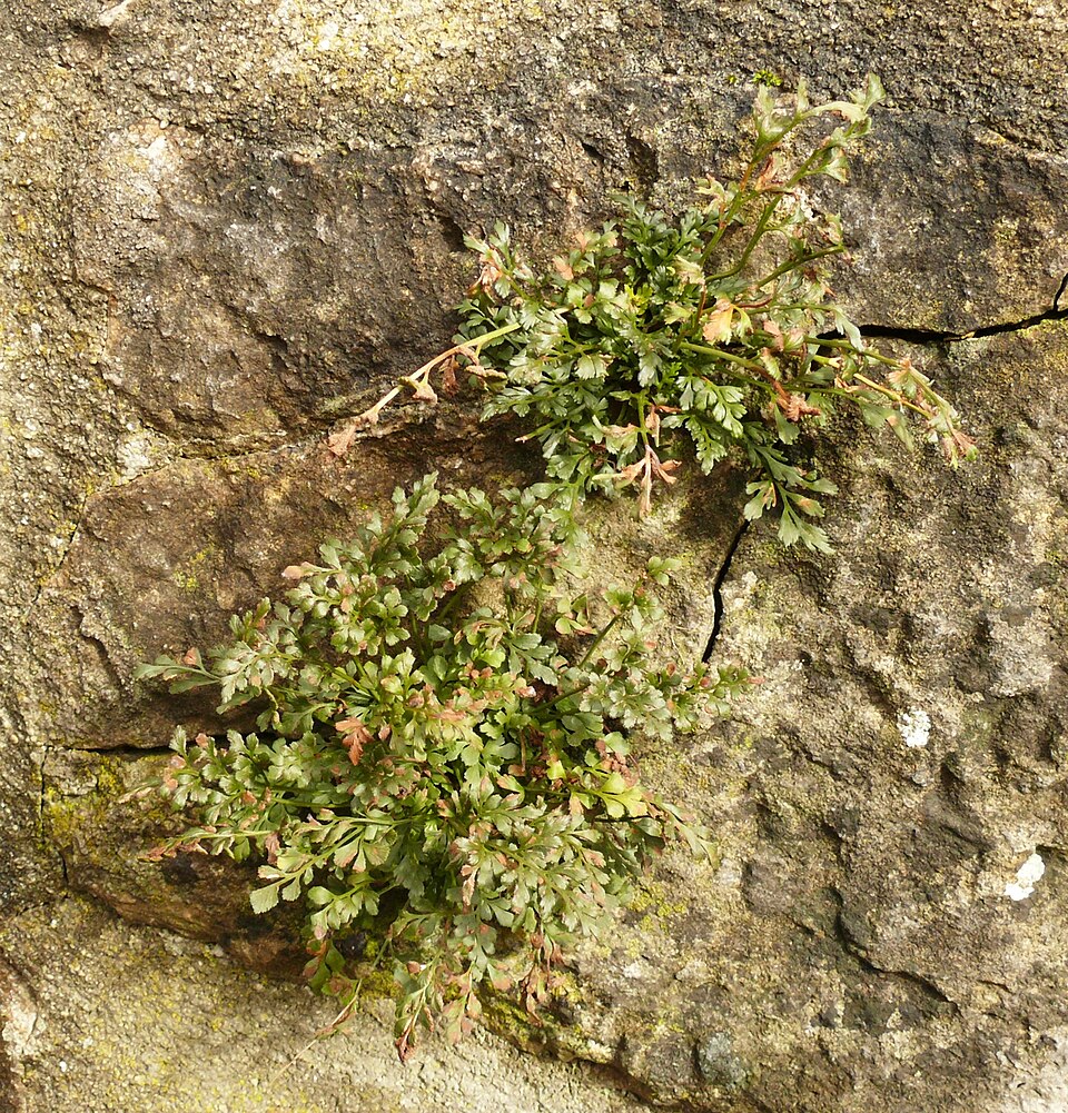 Asplenium ruta-muraria (wall-rue)