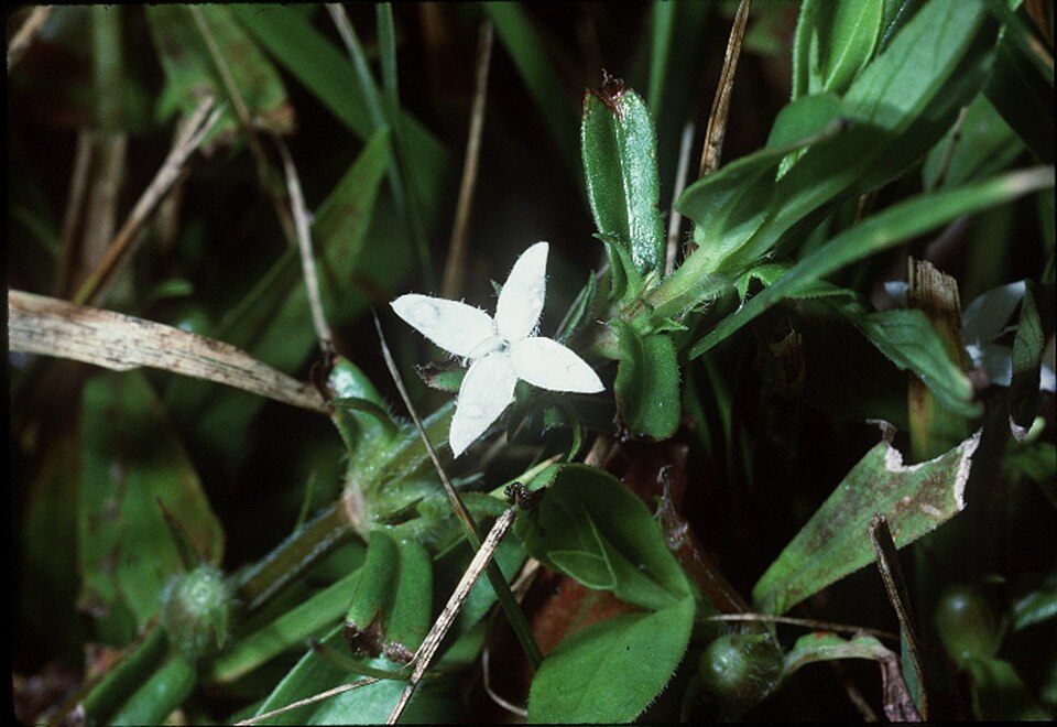Diodia virginiana (buttonweed) (alternate view 10)