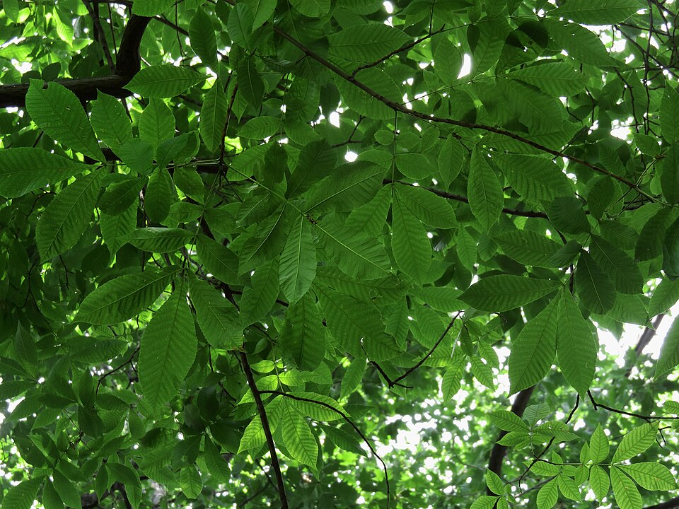 Carya glabra (pignut hickory) (alternate view 2)