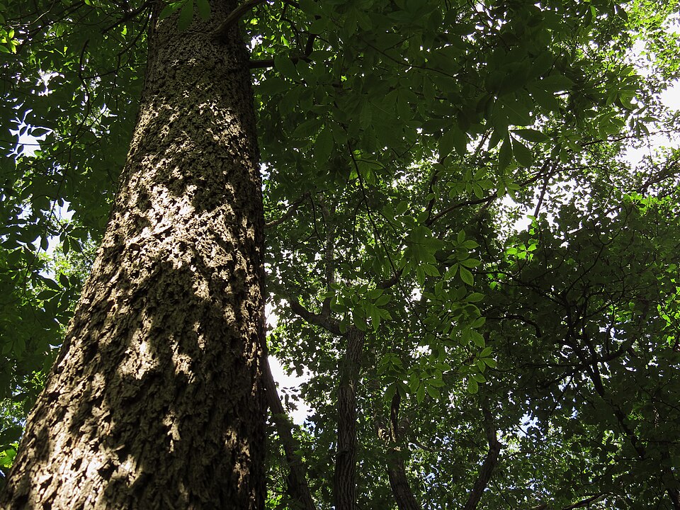 Carya glabra (pignut hickory) (alternate view 3)