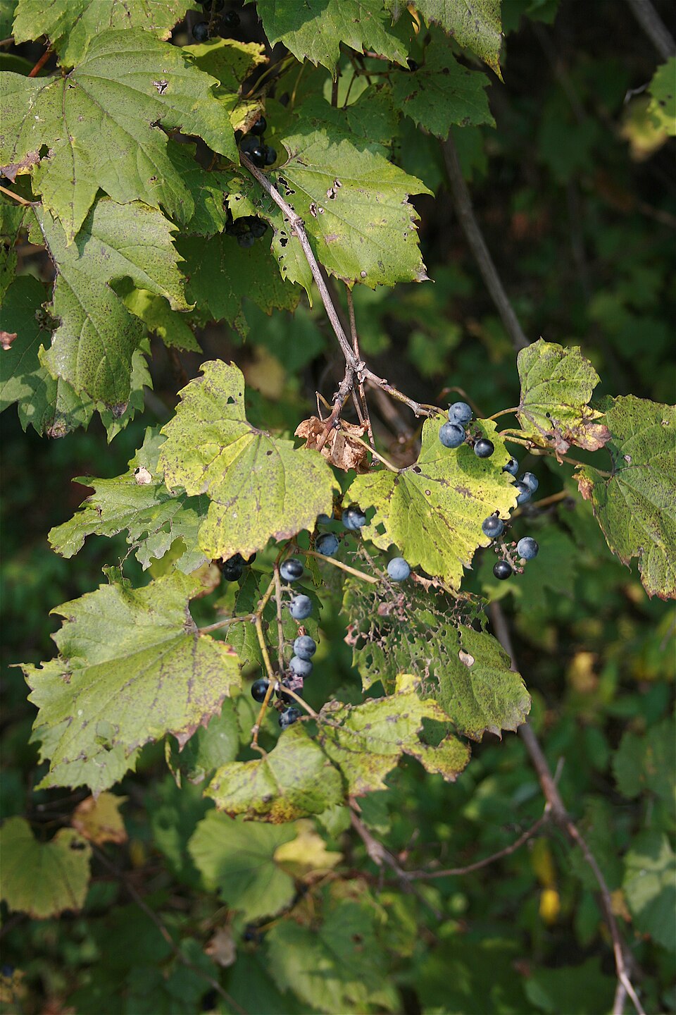 Vitis labrusca (fox grape) (alternate view 7)