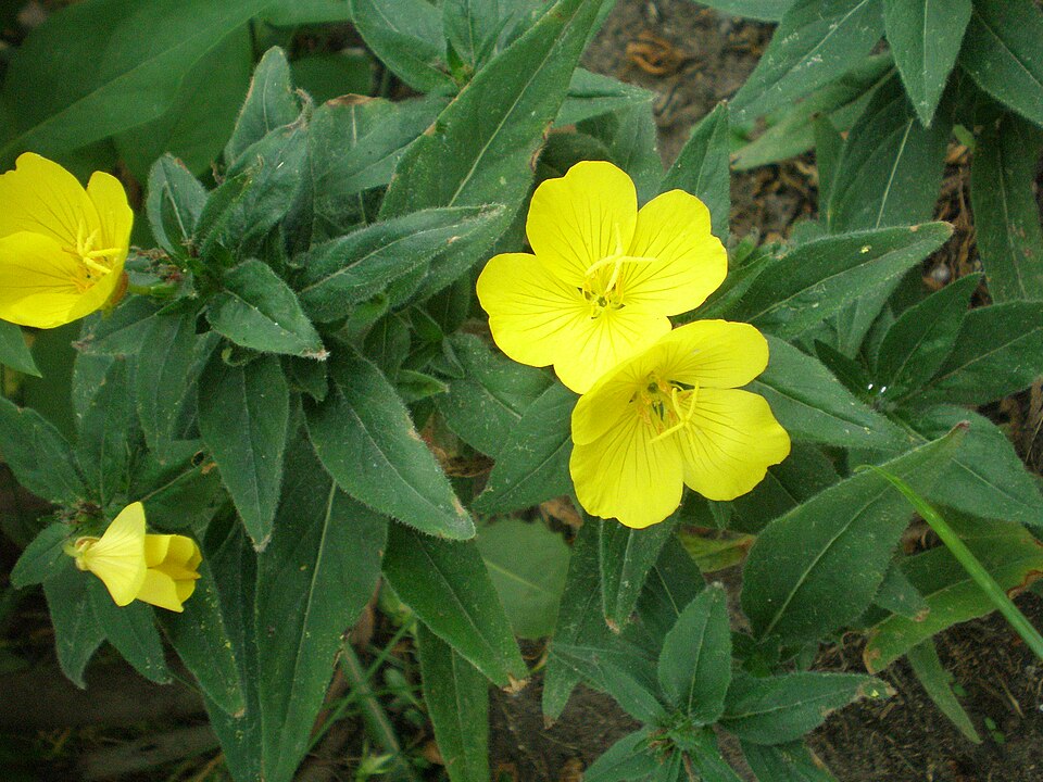 Oenothera fruticosa (evening primrose) (alternate view 7)