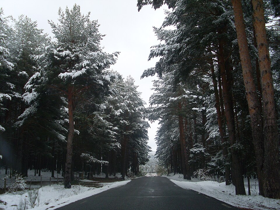 Pinus sylvestris (Scots Pine) (alternate view 12)