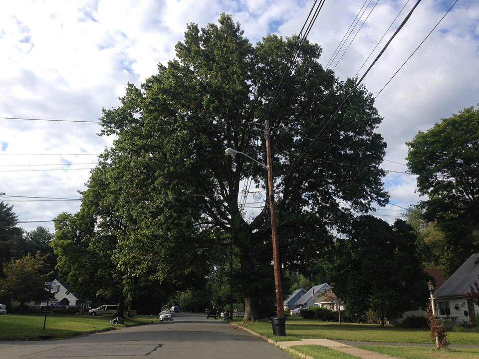 Quercus palustris (pin oak) (alternate view 6)
