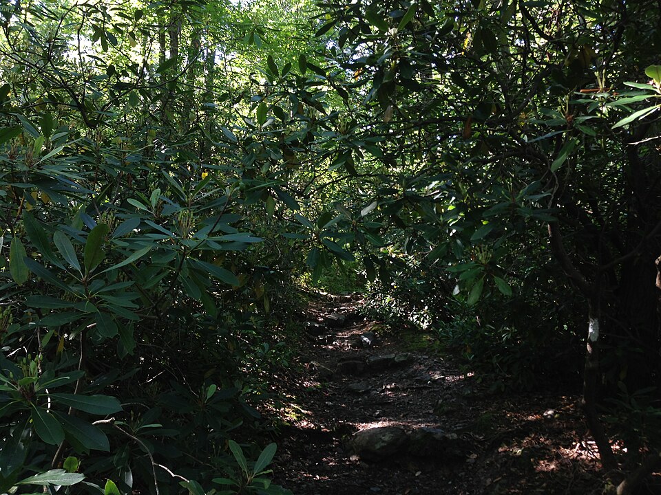 Rhododendron maximum (great rhododendron)
