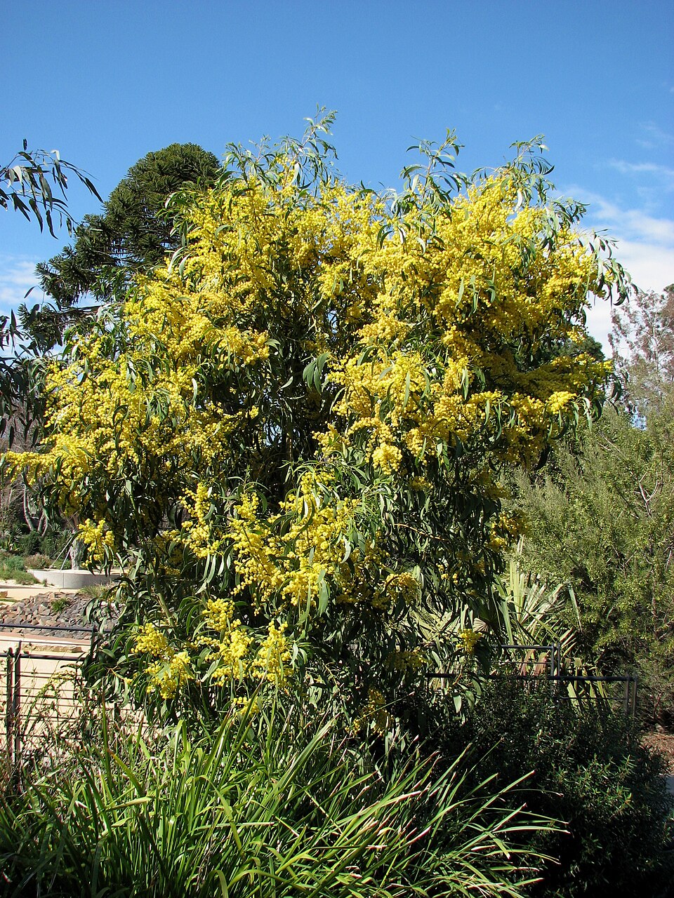 Acacia pycnantha (Golden Wattle) (alternate view 5)