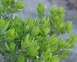 Baccharis pilularis (Coyote Brush) (alternate view 6)
