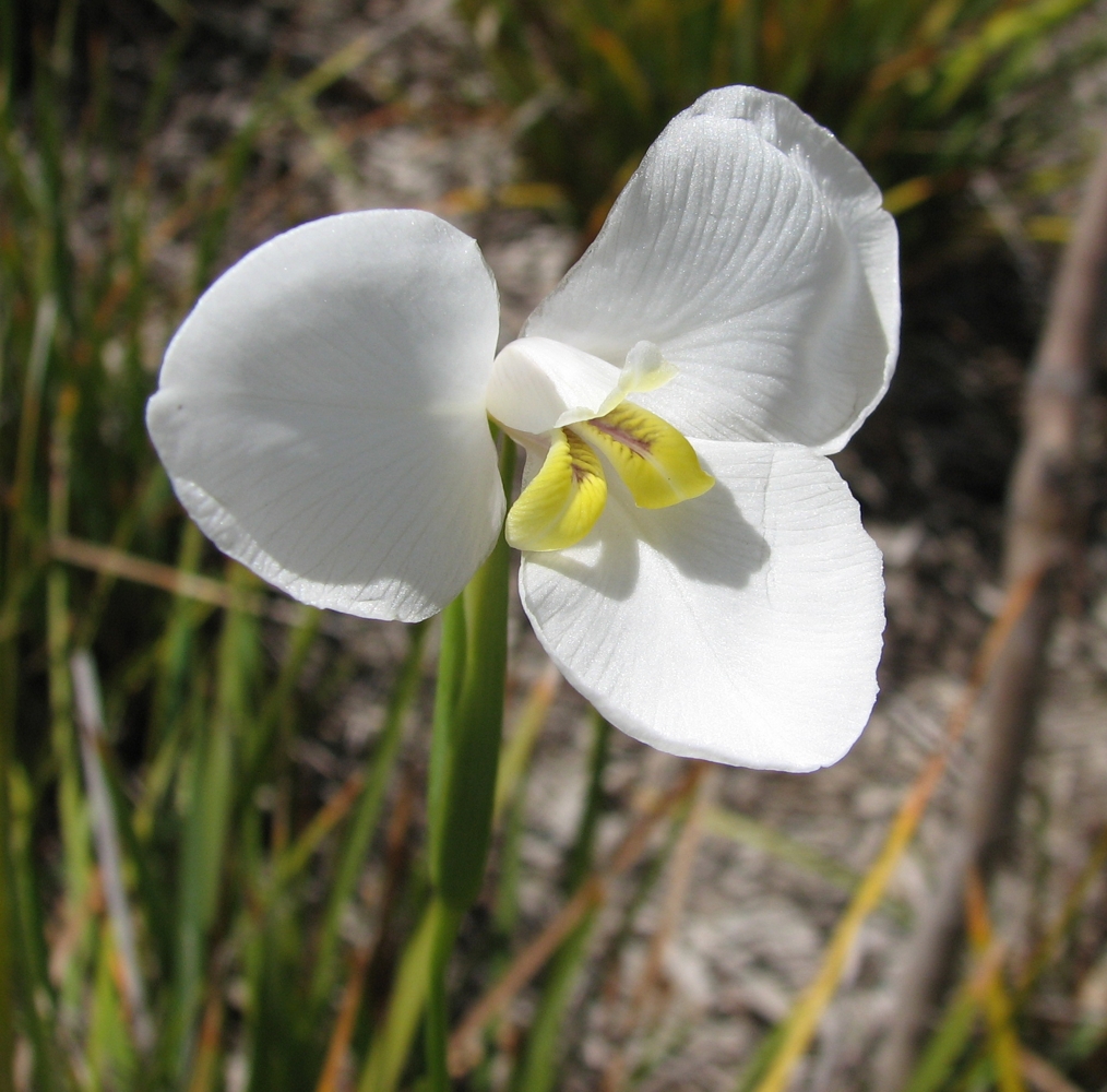 Diplarrena moraea (Australian white iris)