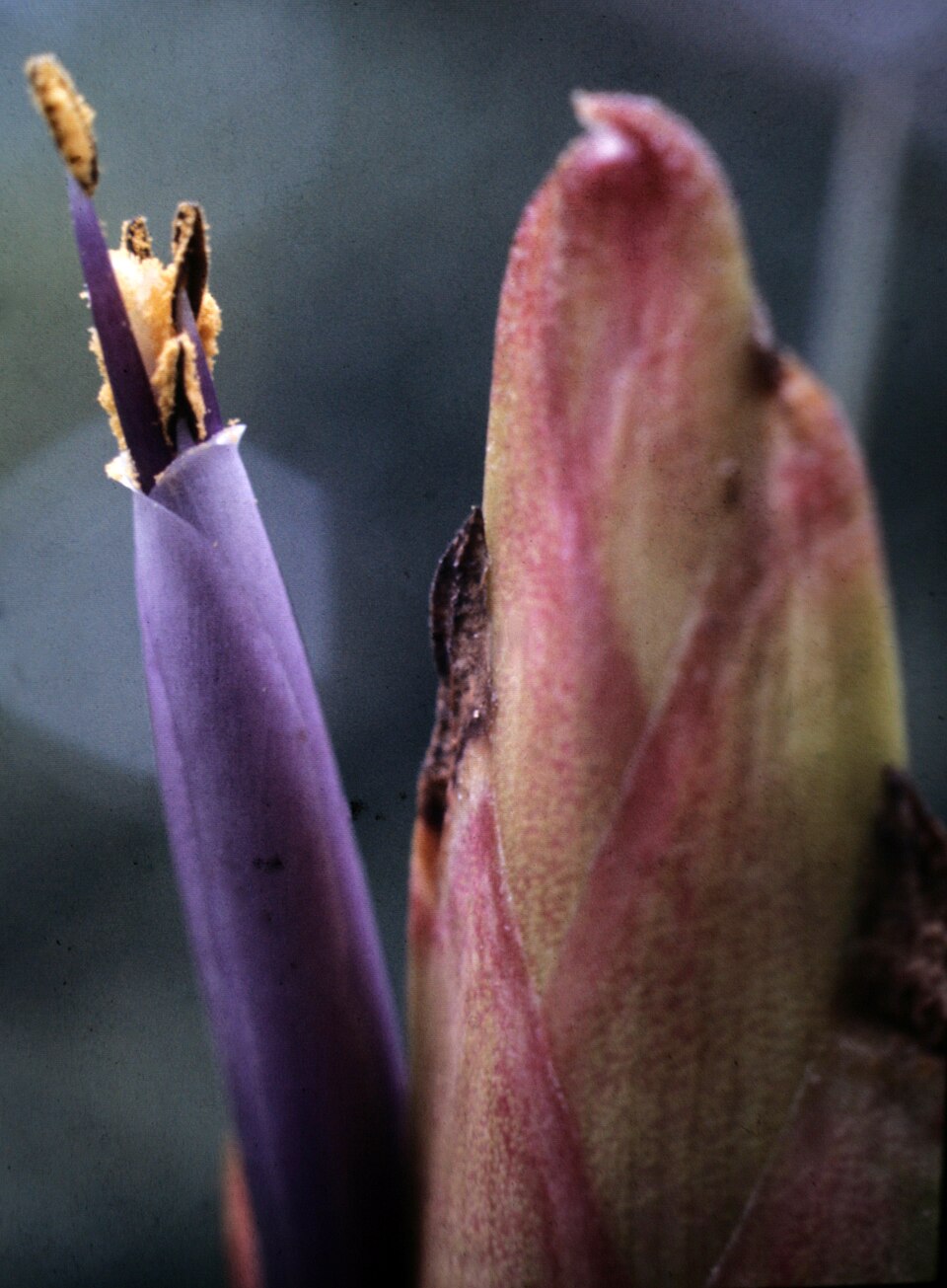 Tillandsia fasciculata (cardinal airplant) (alternate view 6)