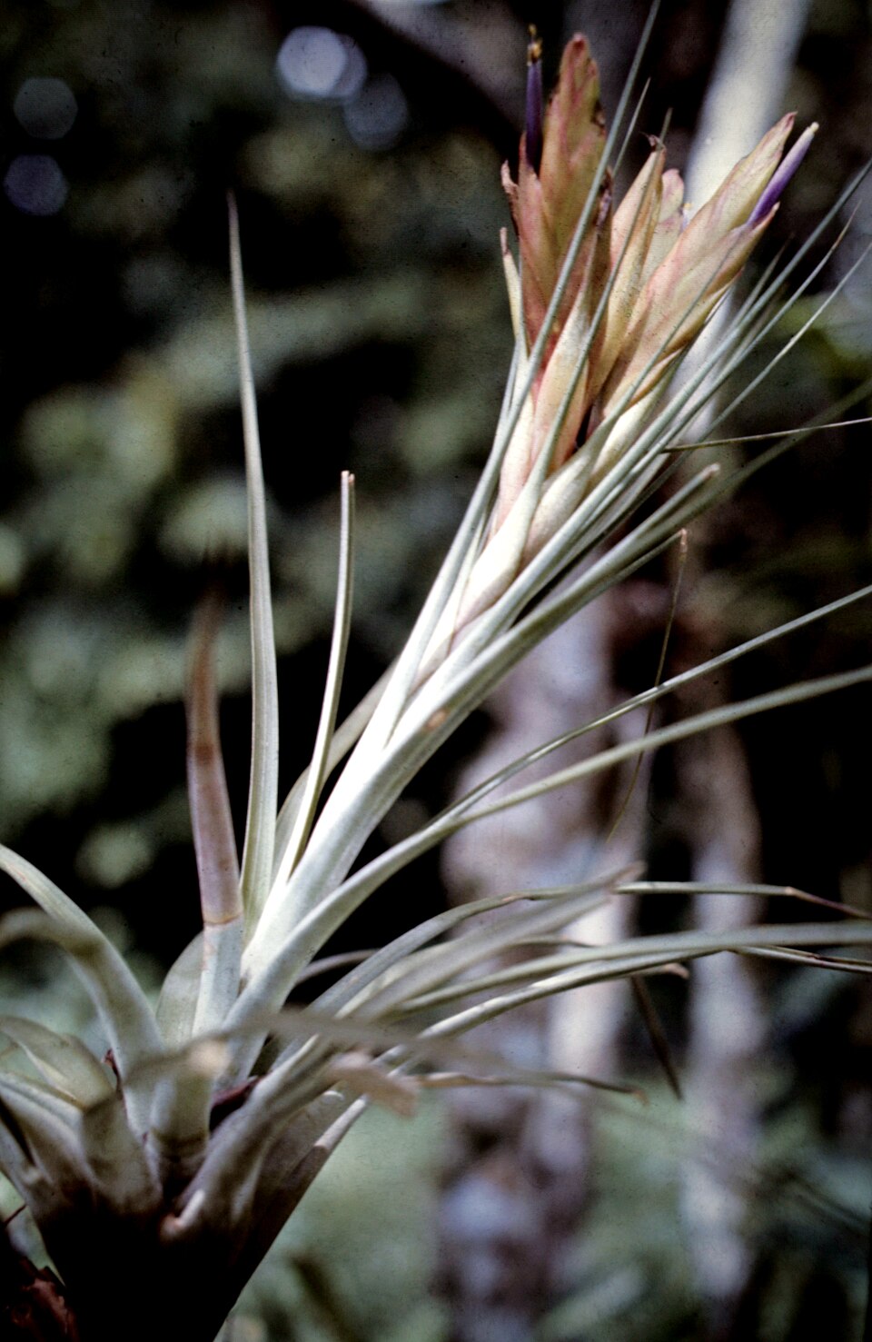 Tillandsia fasciculata (cardinal airplant) (alternate view 7)