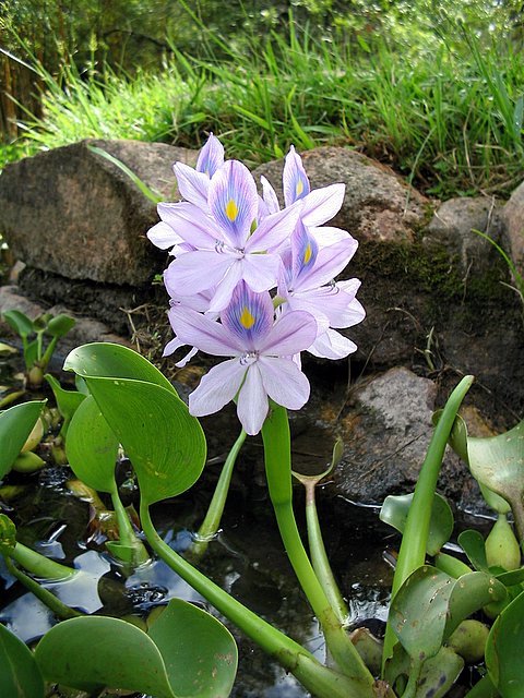 Pontederia crassipes (common water hyacinth)