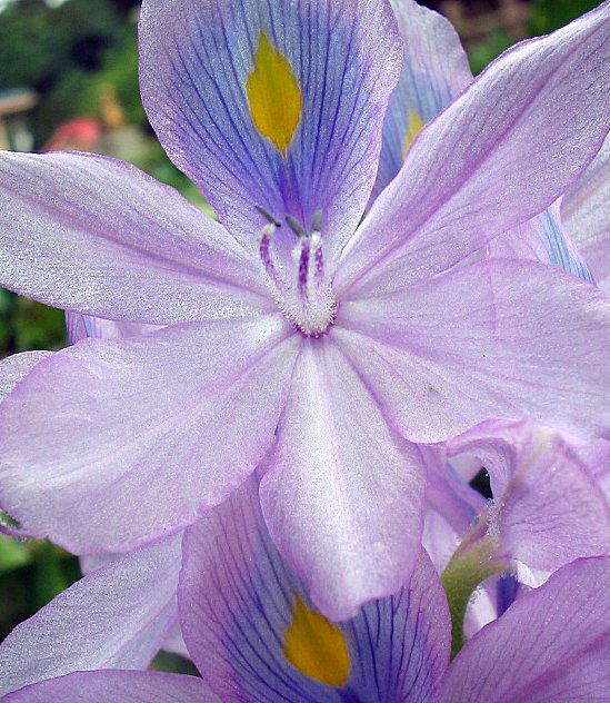 Pontederia crassipes (common water hyacinth)
