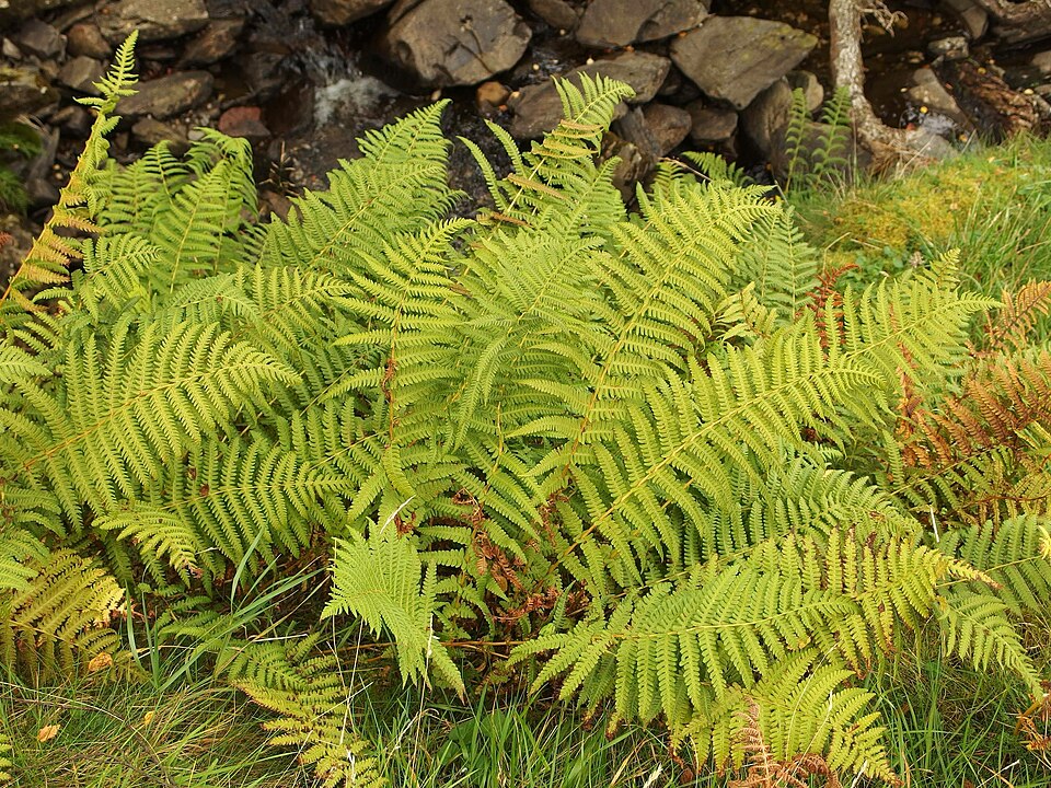 Oreopteris limbosperma (Lemon-scented Fern) (alternate view 9)