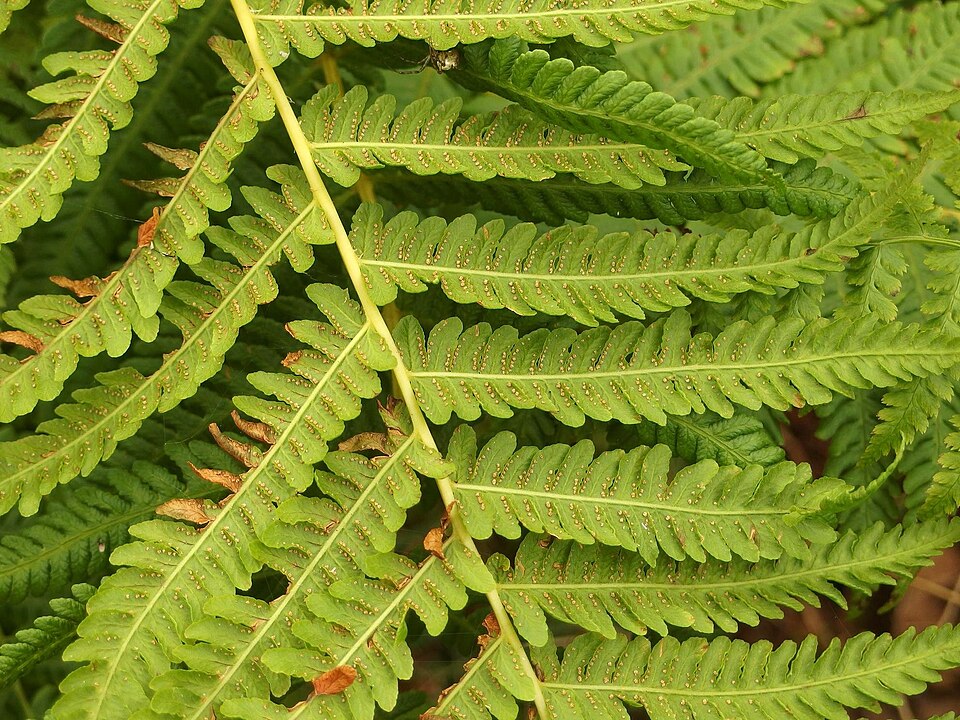 Oreopteris limbosperma (Lemon-scented Fern) (alternate view 10)