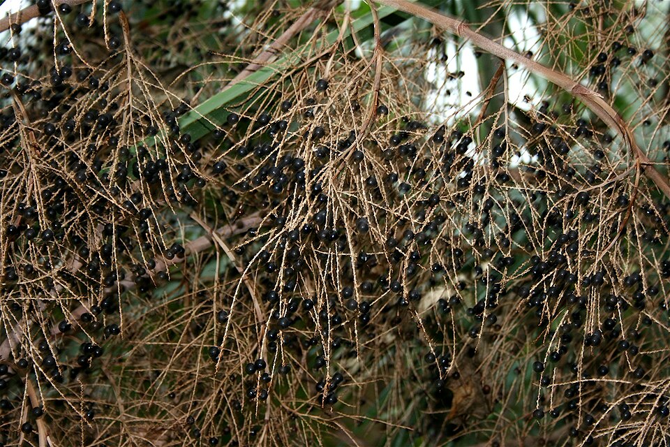 Sabal palmetto (cabbage palmetto)