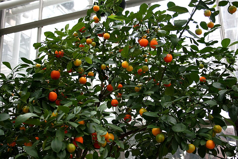 Citrus × microcarpa (Calamansi) (alternate view 7)