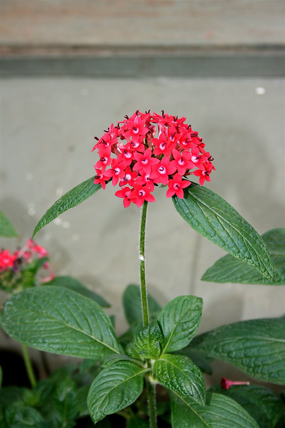 Pentas lanceolata (Egyptian Star-cluster) (alternate view 2)