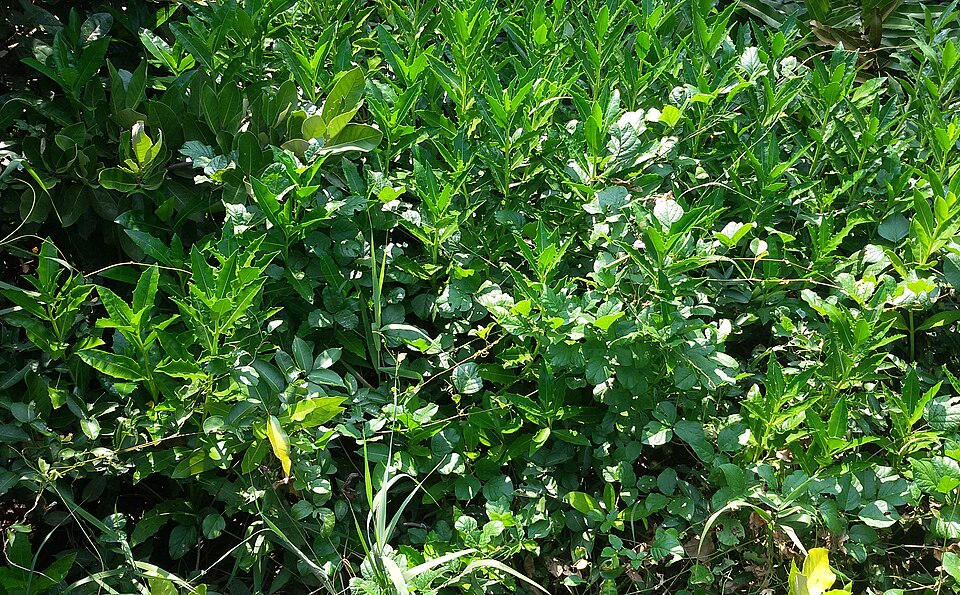 Rhizophora stylosa (spotted mangrove) (alternate view 6)