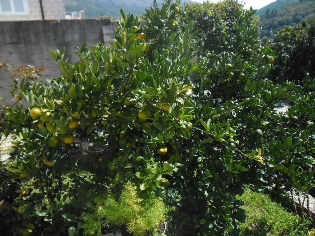 Citrus reticulata, Mandarin orange — spreading evergreen (Rutaceae) (image 8 of 10)