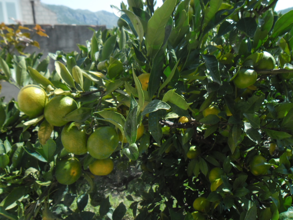 Citrus reticulata, Mandarin orange — spreading evergreen (Rutaceae) (image 9 of 10)