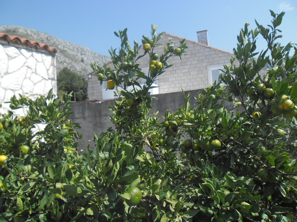 Citrus reticulata, Mandarin orange — spreading evergreen (Rutaceae) (image 10 of 10)