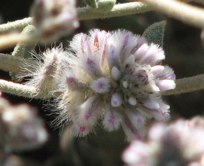 Ptilotus obovatus (cotton bush)