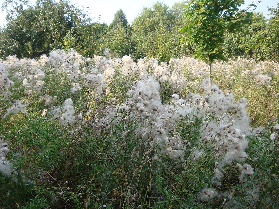 Cirsium arvense (Canada thistle) (alternate view 10)