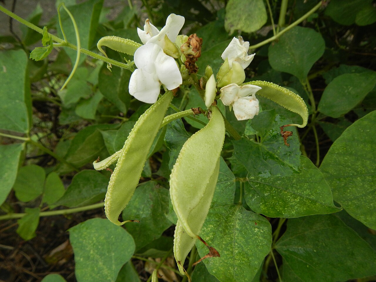 Lablab purpureus, Hyacinth bean — climbing (Fabaceae) (image 8 of 10)