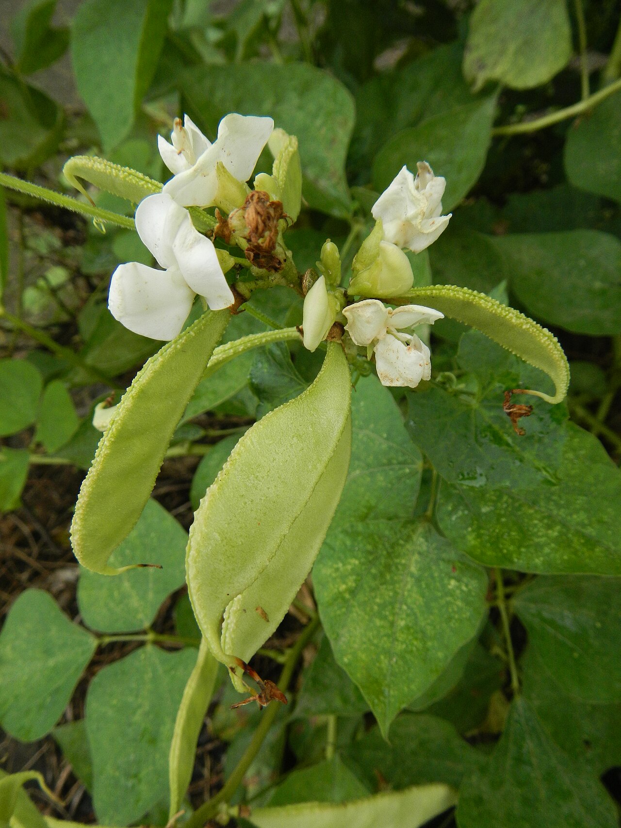 Lablab purpureus, Hyacinth bean — climbing (Fabaceae) (image 9 of 10)