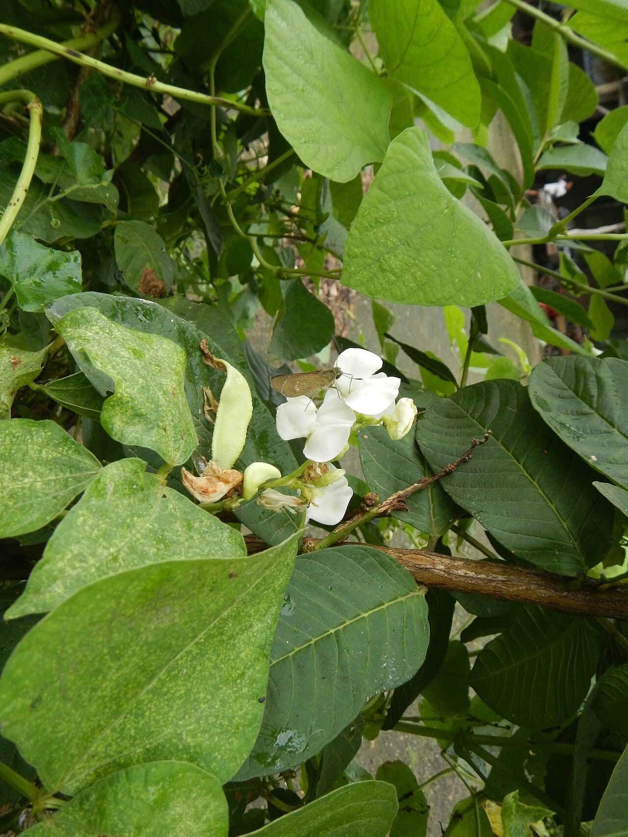 Lablab purpureus, Hyacinth bean — climbing (Fabaceae) (image 10 of 10)