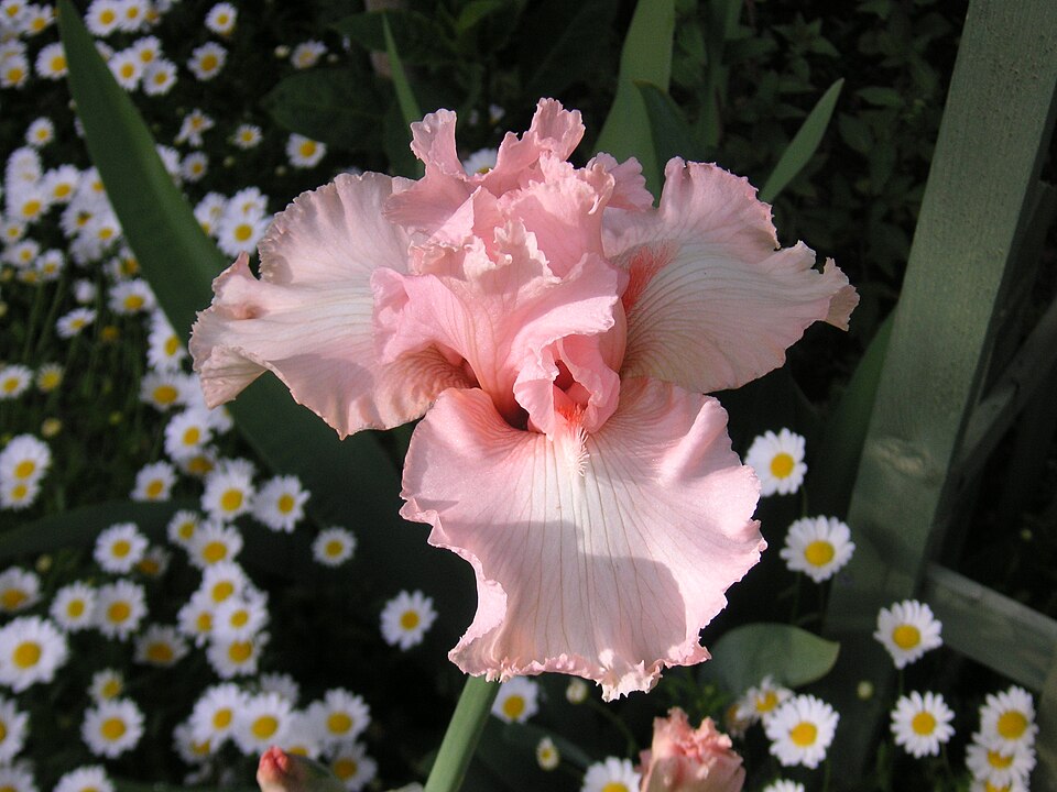 Iris germanica 'Beverly Sills' (Beverly Sills Reblooming Iris) (alternate view 2)