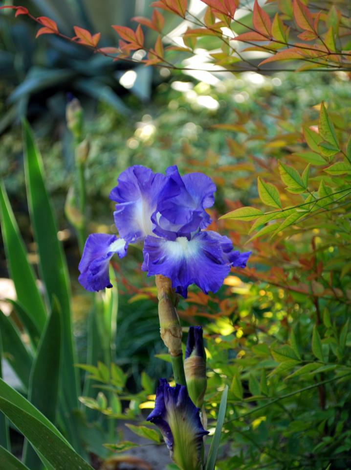Iris germanica 'City Lights' (City Lights Reblooming Iris)