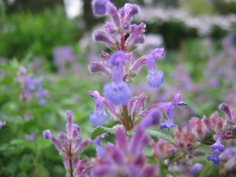 Nepeta racemosa, Persian catmint — mounding deciduous (Lamiaceae) (image 6 of 10)