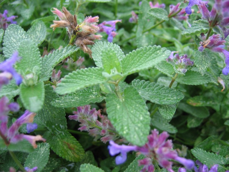 Nepeta racemosa, Persian catmint — mounding deciduous (Lamiaceae) (image 8 of 10)