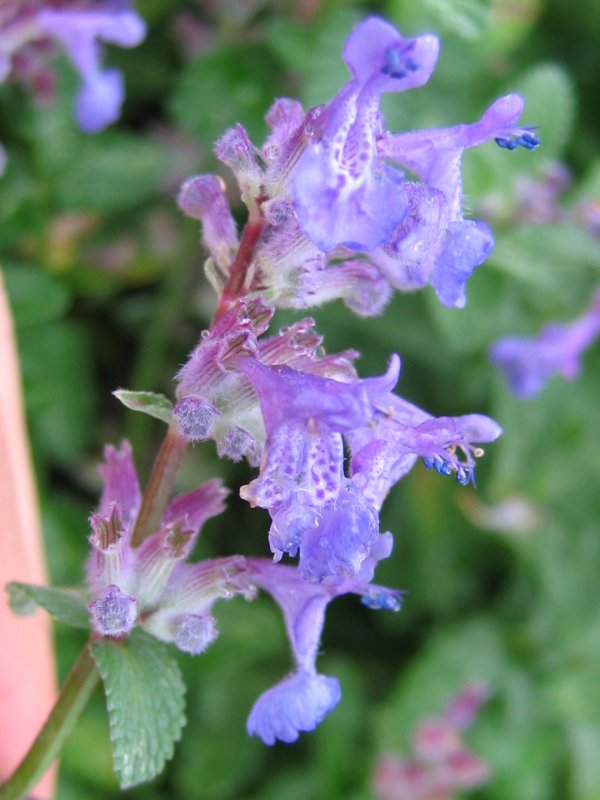 Nepeta racemosa, Persian catmint — mounding deciduous (Lamiaceae) (image 7 of 10)