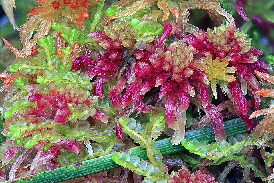 Sphagnum capillifolium (Northern Peatmoss)