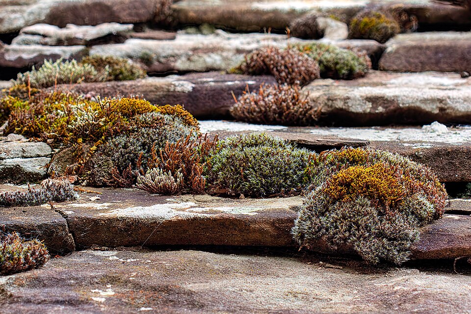 Grimmia laevigata (Grimmia Dry Rock Moss) (alternate view 10)