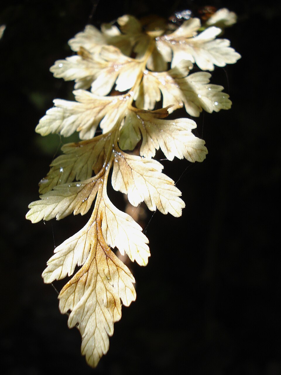 Cystopteris (fragile ferns) (alternate view 3)