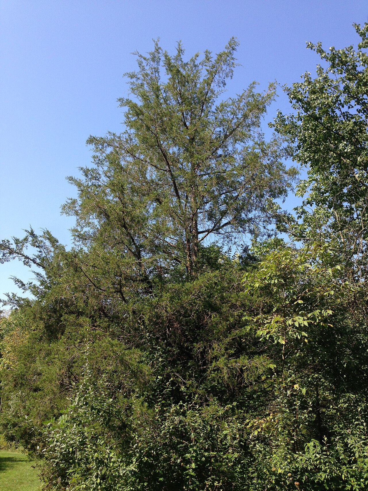 Juniperus virginiana, Eastern red cedar — upright evergreen (Cupressaceae) (image 7 of 10)