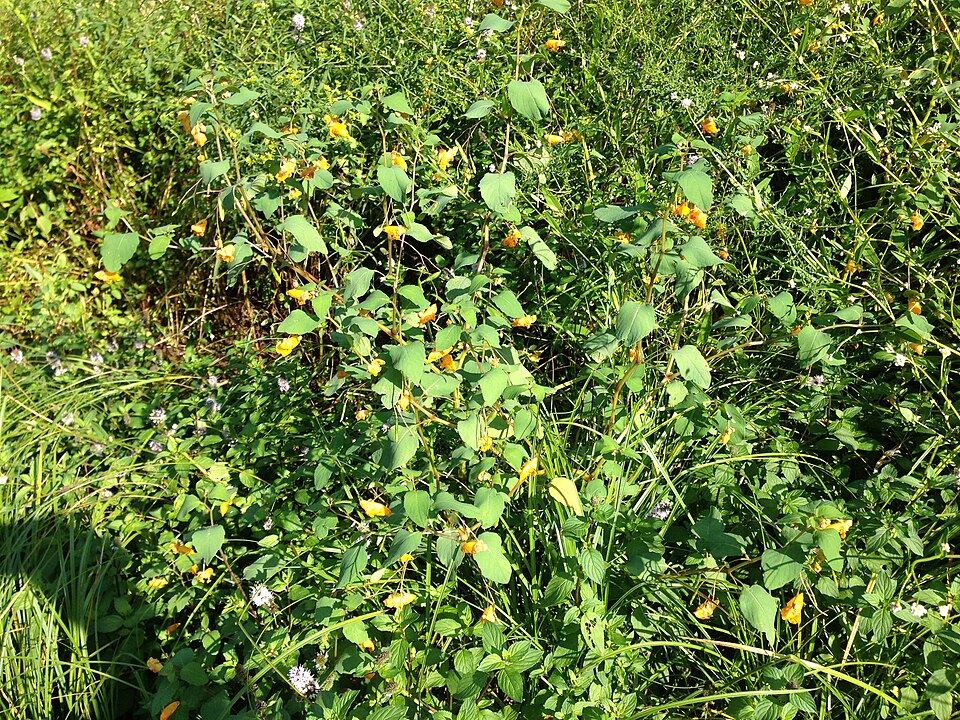 Impatiens capensis (spotted jewelweed) (alternate view 8)